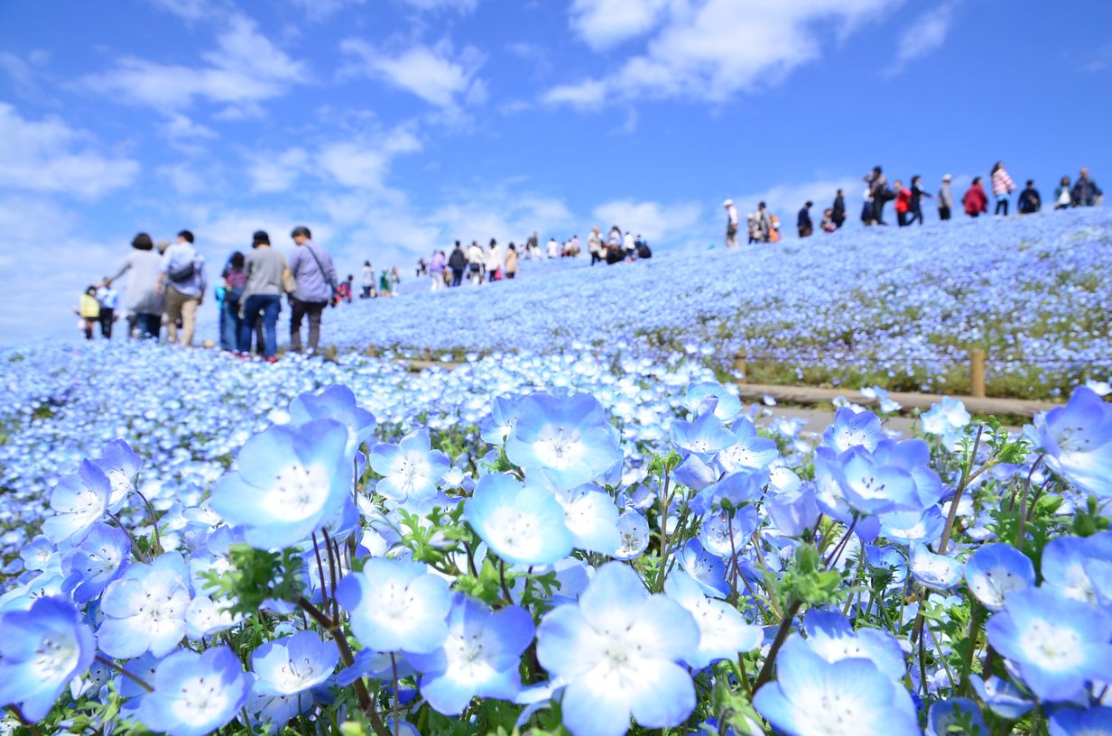 国営ひたち海浜公園のイメージ