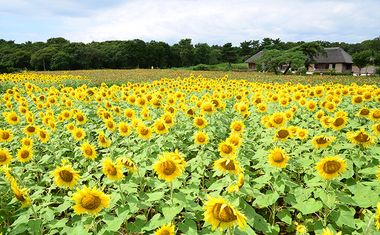 国営ひたち海浜公園のイメージ